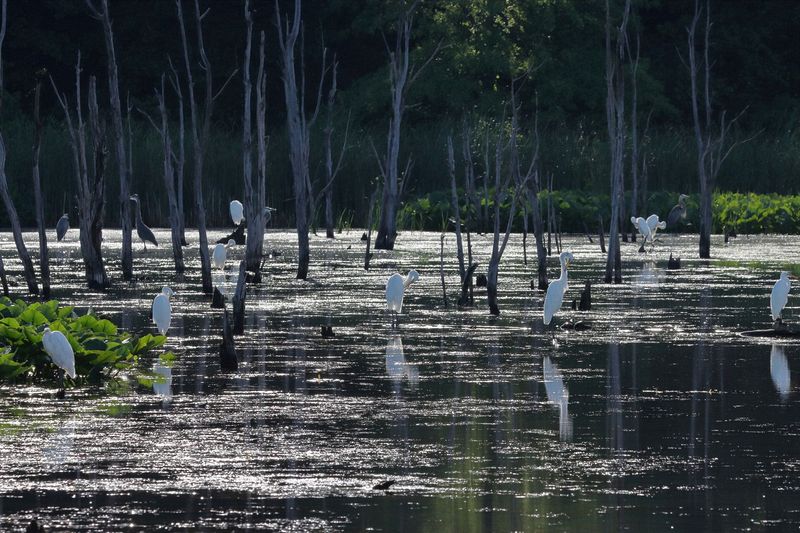 Wildlife\n\nA gathering of egrets & a few great blue herons\n\nSandy Ridge Reservation